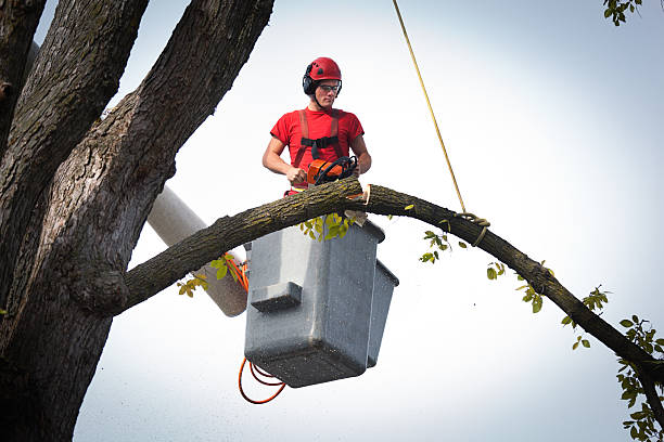 Trusted Skidway Lake, MI Tree Service Experts